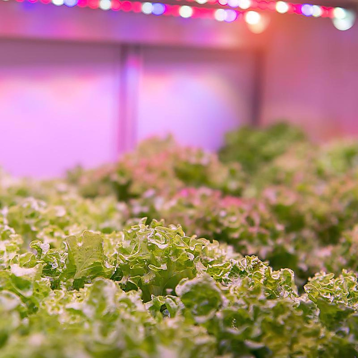 Feit Electric - BR30GROWLEDG2BX - BR30 E26 (Medium) LED Grow Light Sunlight 60 W 1 pk