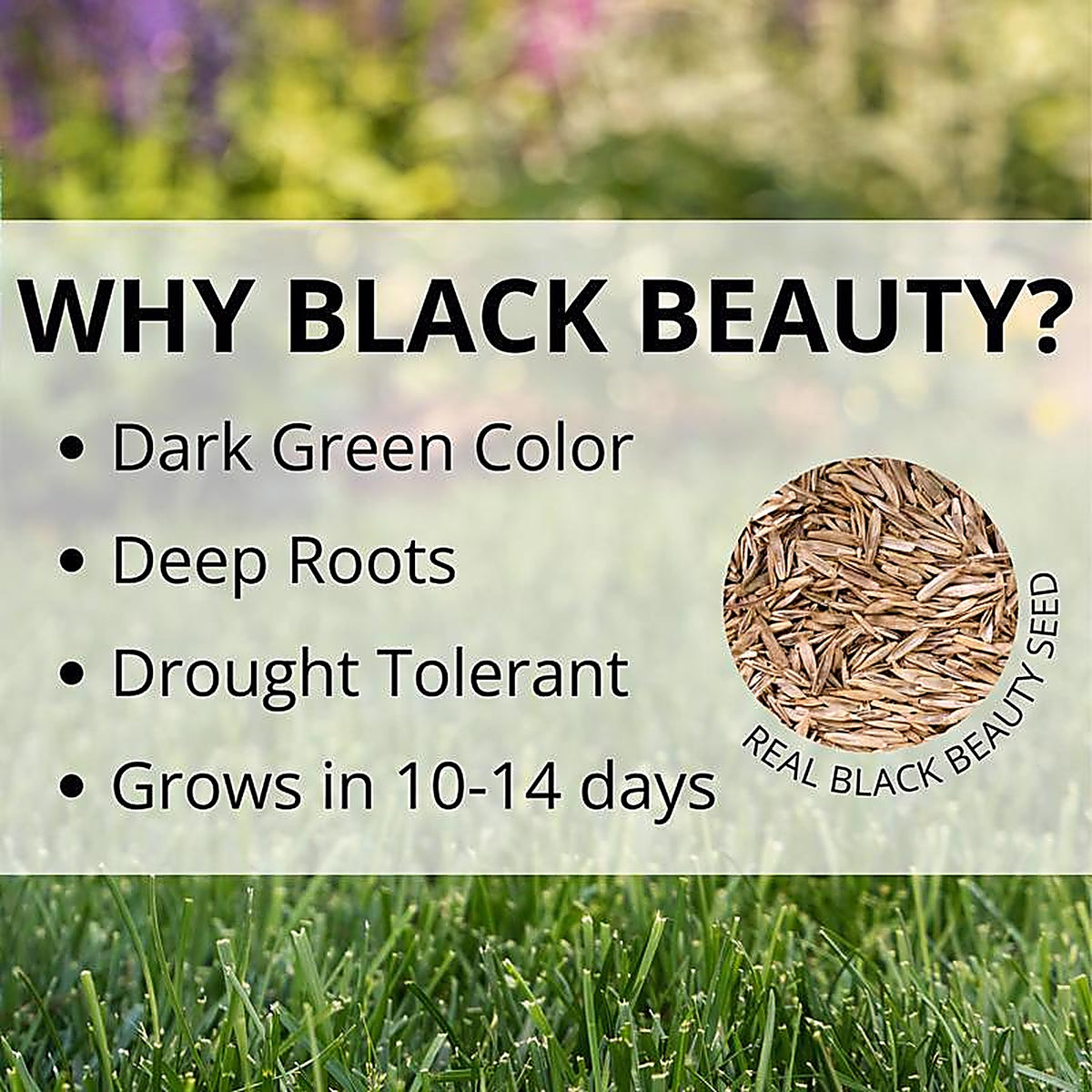 Jonathan Green - 10359 - Black Beauty Keystone All Grasses Sun or Shade Grass Seed 3 lb