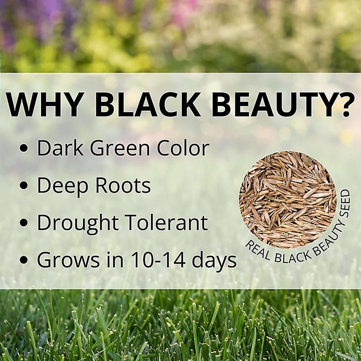 Jonathan Green - 10362 - Black Beauty Keystone All Grasses Sun or Shade Grass Seed 25 lb