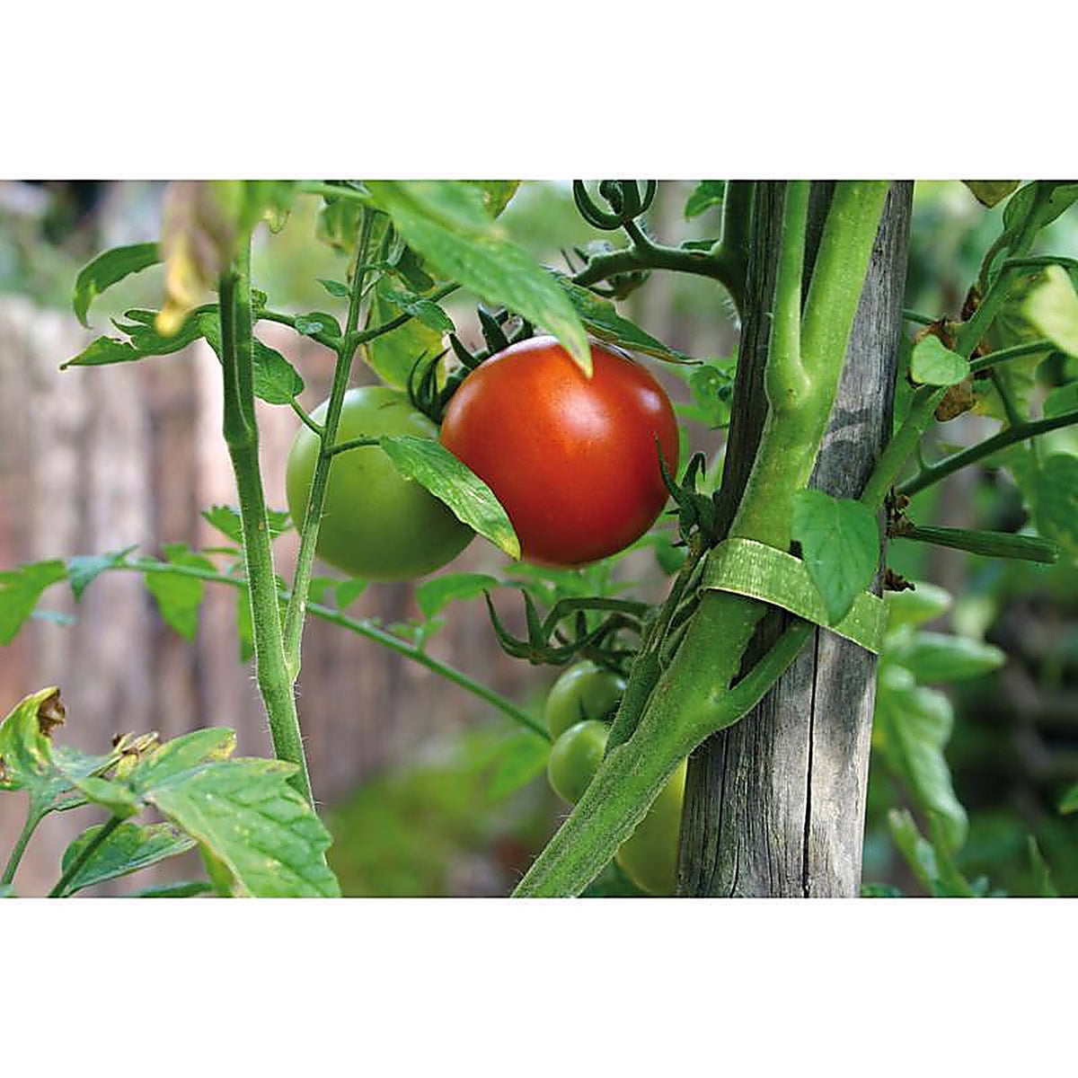 Velcro - VEL30071ACS-AMS - One Wrap Garden Ties - 1/Pack
