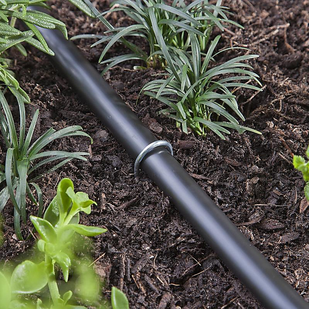 Raindrip - R385CT - Drip Irrigation Watering Stake 12 in. L - 12/Pack