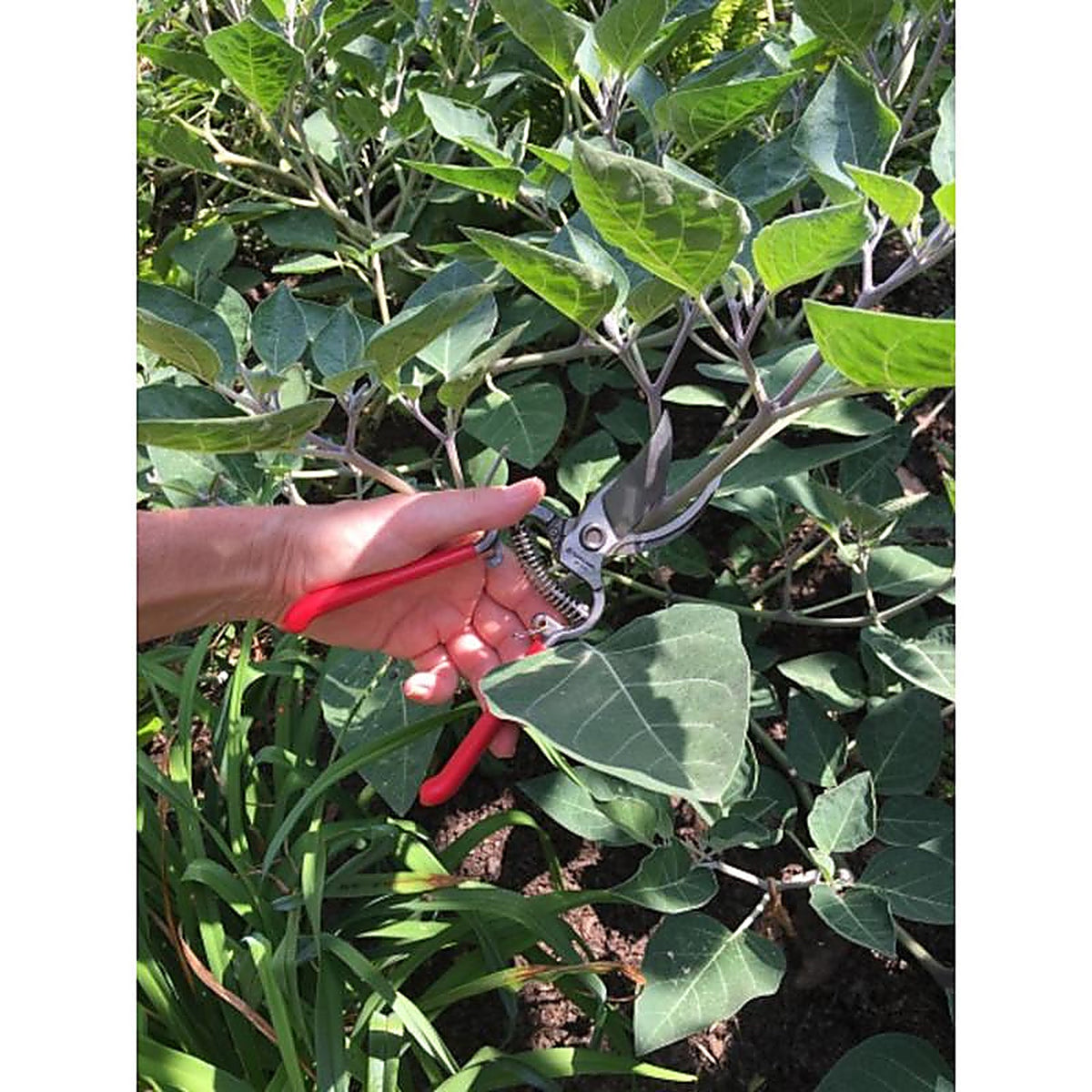 Corona - BP3160 - Classic Cut 8 in. Steel Bypass Pruners
