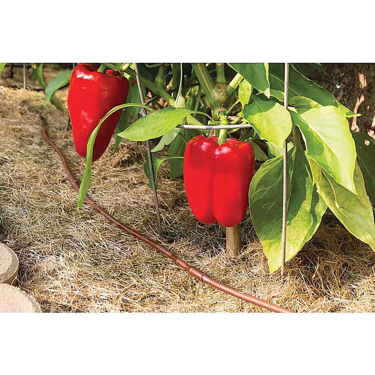 Rain Bird - ET25-50S2 - Plastic Drip Irrigation Emitter Tubing 1/4 in. Dia. x 50 ft. L