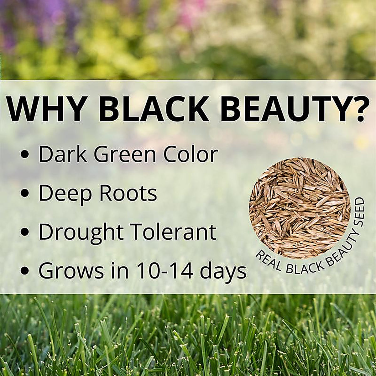 Jonathan Green - 10315 - Black Beauty Original Tall Fescue Grass Sun or Shade Grass Seed 25 lb