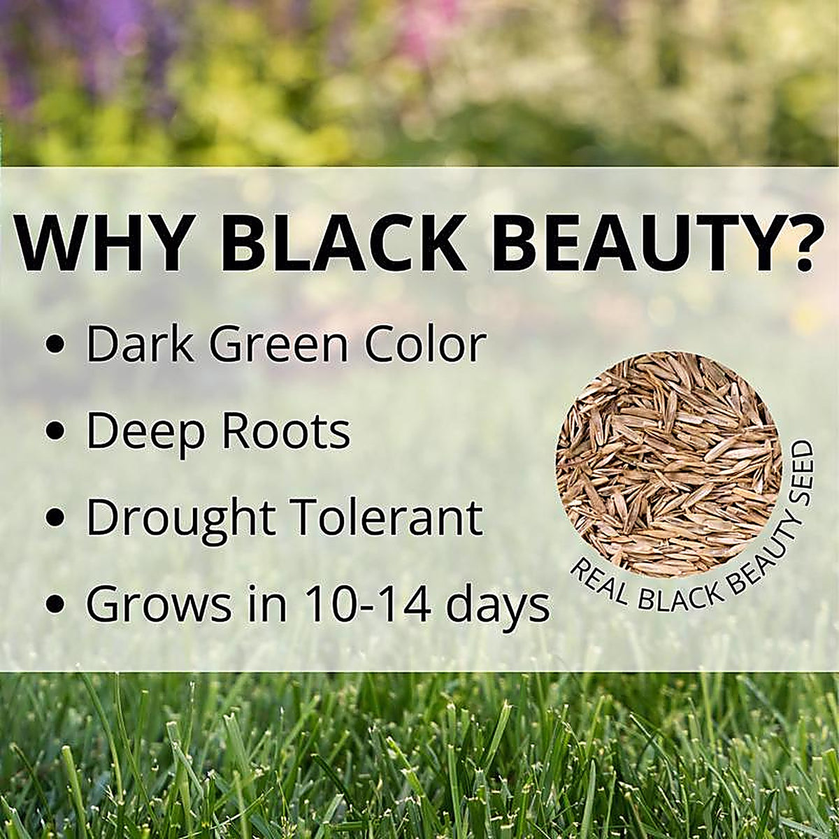 Jonathan Green - 11957 - Black Beauty Shady Nooks Mixed Full Shade Grass Seed 3 lb
