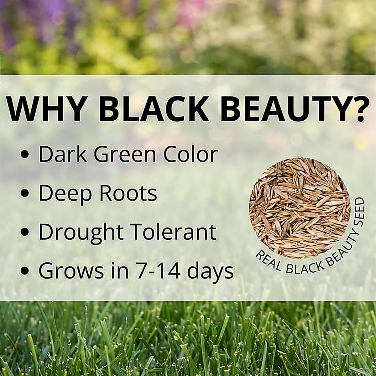 Jonathan Green - 12006 - Black Beauty Sun and Shade Mixed Partial Shade/Sun Grass Seed 25 lb