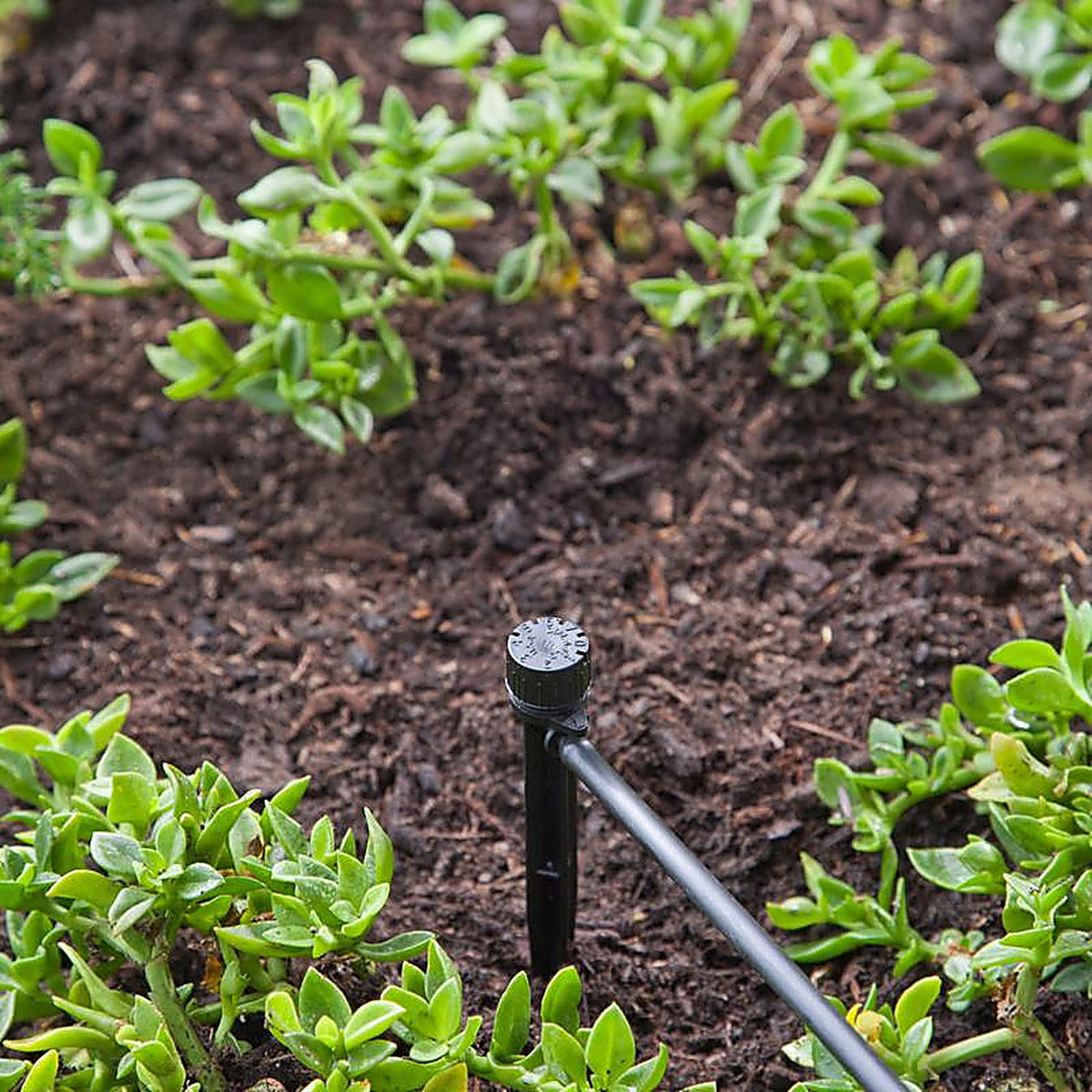 Raindrip - A155CPUB - Drip Irrigation Self-Piercing Clamp - 1/Pack