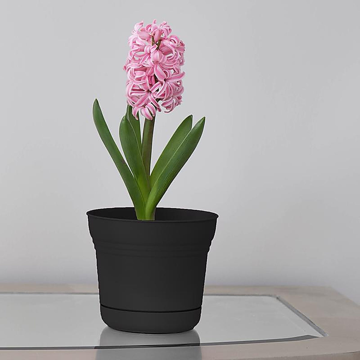 Bloem - SP0500 - 4.5 in. H Plastic Saturn Bowl Planter Black