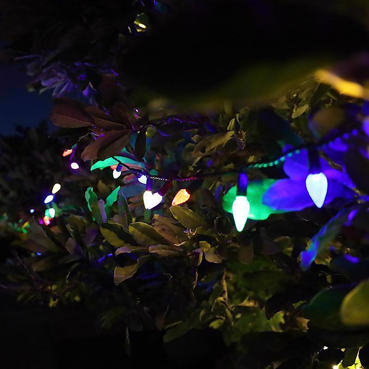 Celebrations - C650MUA - Platinum LED C6 Multicolored 50 ct String Christmas Lights 25 ft.