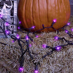 Celebrations - T5100PLS3A - Purple 100 ct LED Mini Halloween String Lights